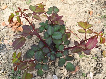 IMG_2418_����.jpg