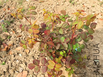 IMG_2419_����.jpg