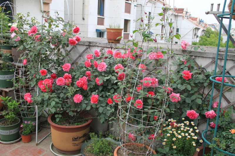 ����  ��