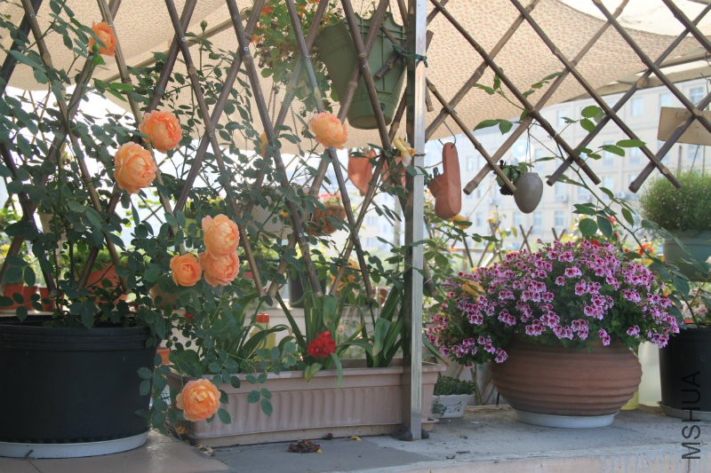 ������Ů��