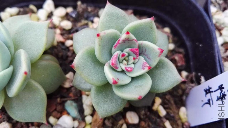 862595649980599207.jpg