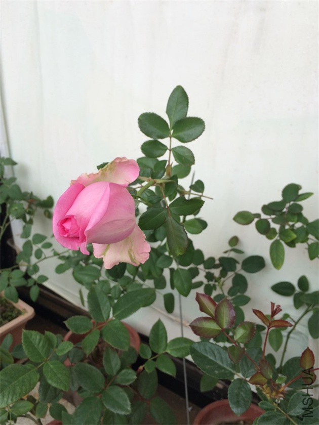 ���Ʒ��������