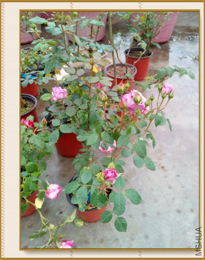 IMG_20160116_090856_����.jpg