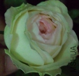 �òʣ�û����һ������