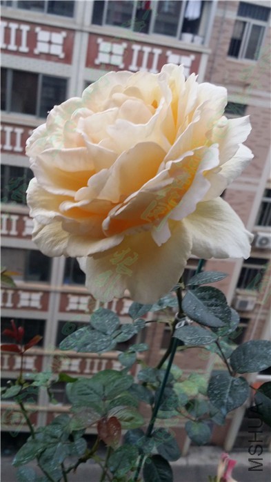 20160310����ܽ2.jpg