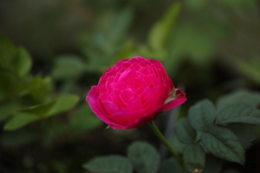 112024mskbmctqetr55z5x.jpg