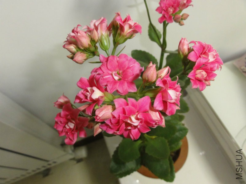 DSC01838.JPG