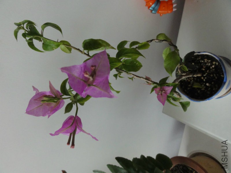 DSC01786.JPG
