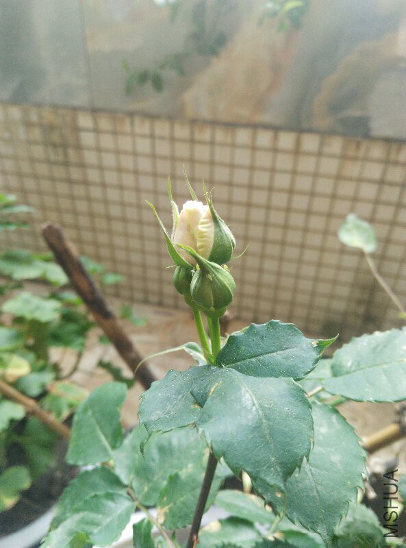 IMG_20160320_075538.jpg