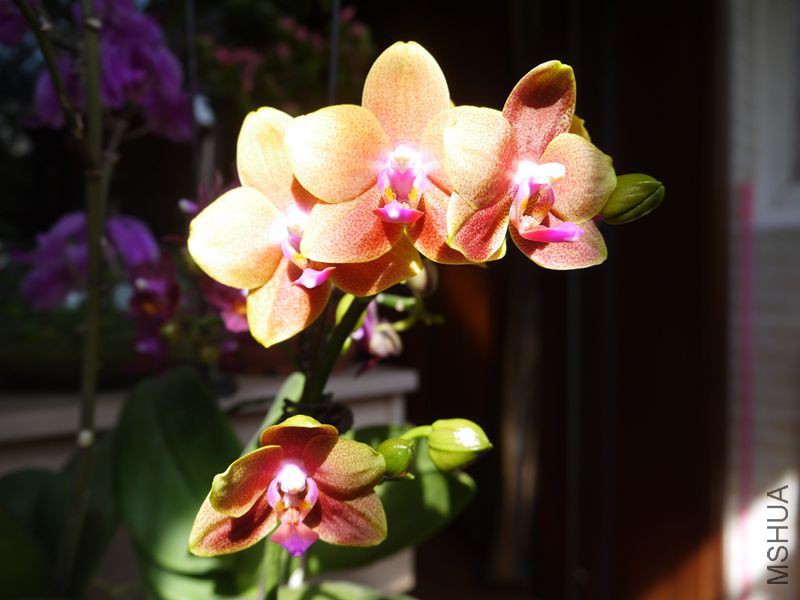 P1120265_����.jpg