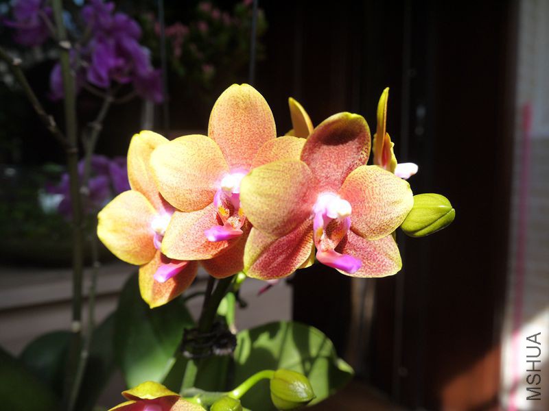 P1120267_����.jpg