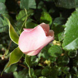UC_Photo_114.jpg