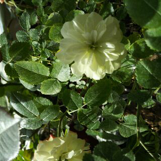 UC_Photo_115.jpg