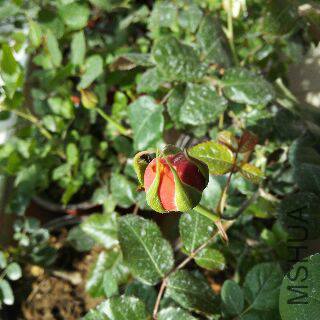UC_Photo_116.jpg