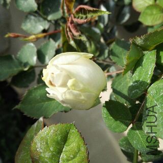 UC_Photo_117.jpg