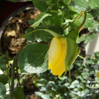 UC_Photo_118.jpg