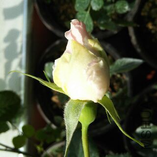 UC_Photo_119.jpg