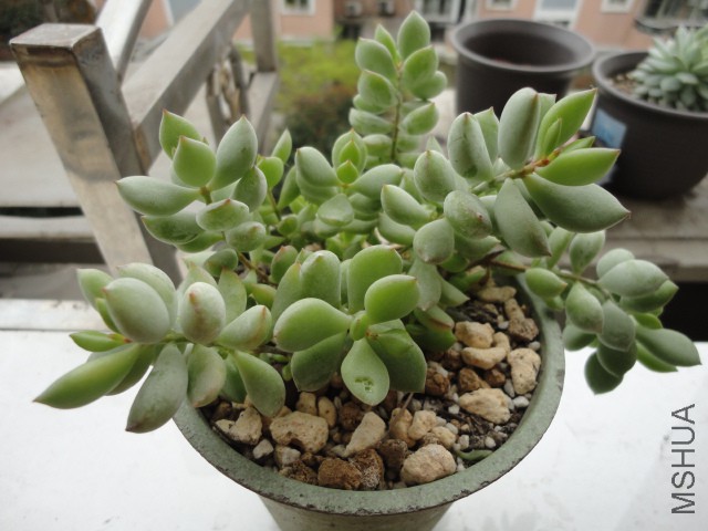 DSC01236.JPG