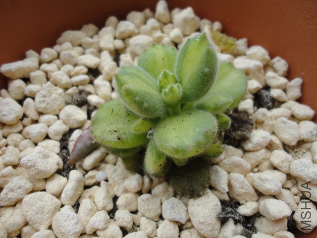 DSC01237.JPG