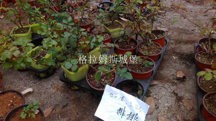 QQͼƬ20160323143947.jpg