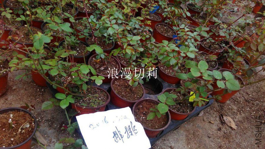 QQͼƬ20160323143956.jpg