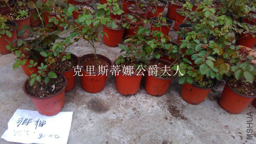 QQͼƬ20160323144013.jpg