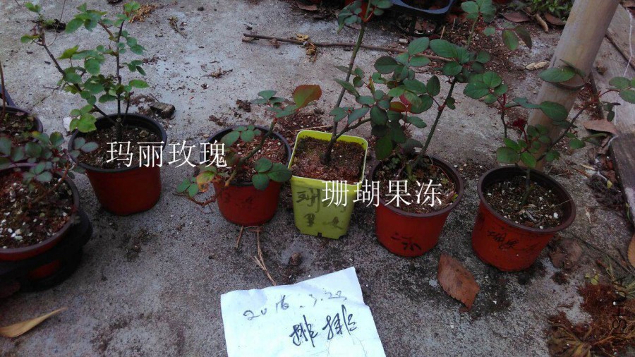 QQͼƬ20160323144021.jpg