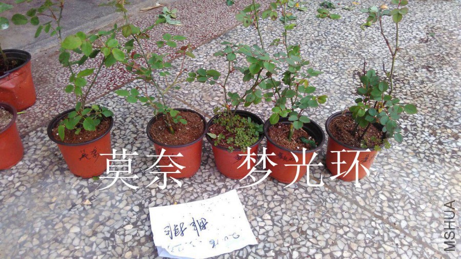 QQͼƬ20160323144045.jpg