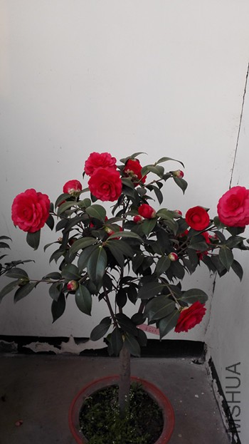 IMG_20160229_071352_����.jpg