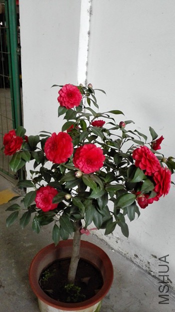 IMG_20160318_073236_����.jpg