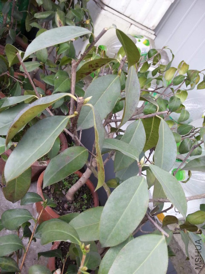 webwxgetmsgimg (1).jpg