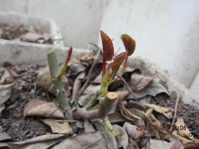 IMG_5726.JPG