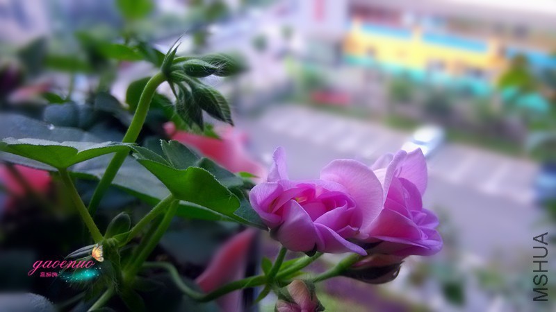 IMG_20150413_072130.jpg