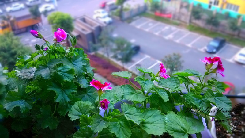 IMG_20150331_071739.jpg
