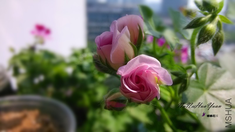 IMG_20150412_140954.jpg