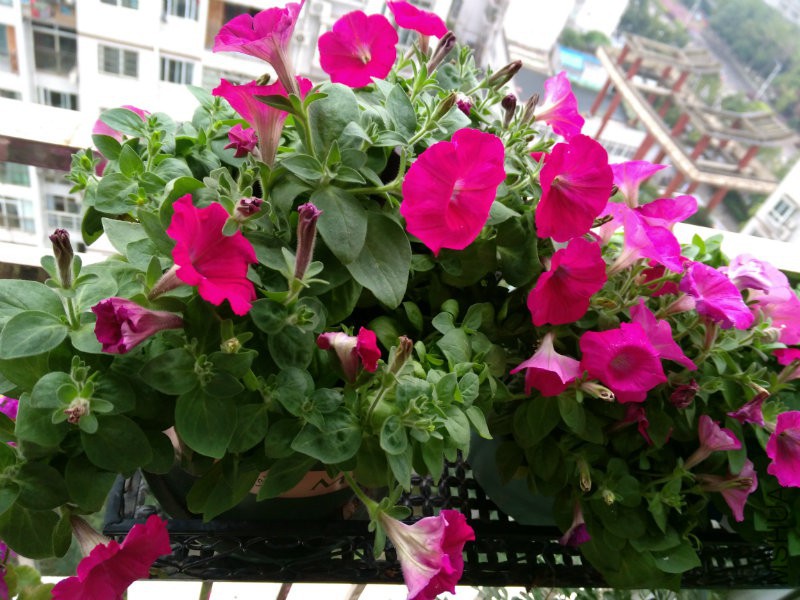 ���Ĳ���