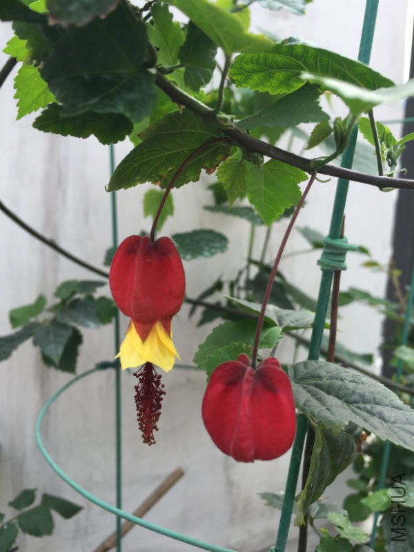 �������߸߹�