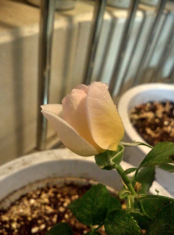 IMG_20160323_224225_HDR.jpg