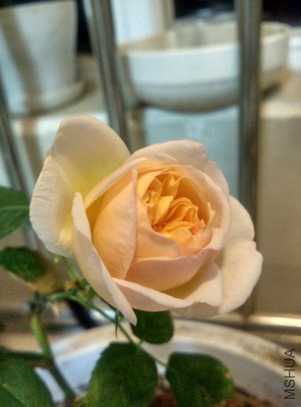 IMG_20160325_000536_HDR.jpg
