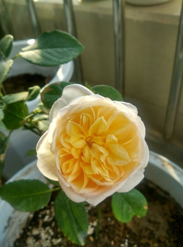 IMG_20160325_074348_HDR.jpg