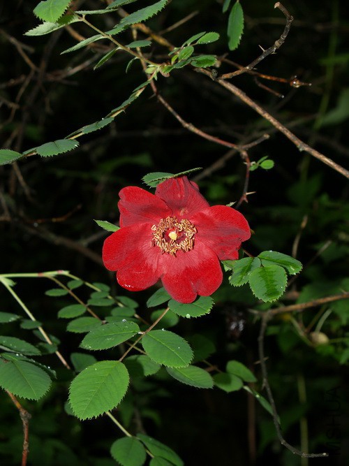 Rosa moyesii Hemsl. et Wils����Ǿޱ.jpg