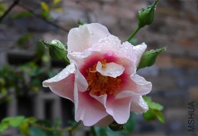 psb (8).jpg