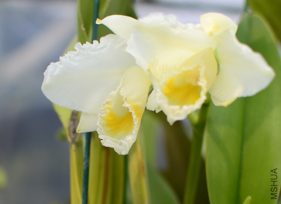 C.trianaei fma.able 'Bloomhill'.JPG