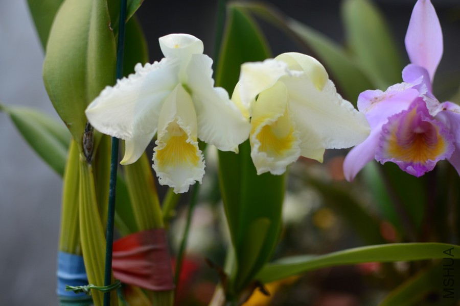 C.trianaei fma.able 'Bloomhill'1.JPG