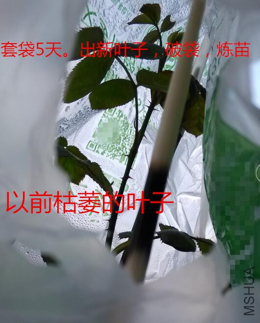 �Ӵ��Կ�������