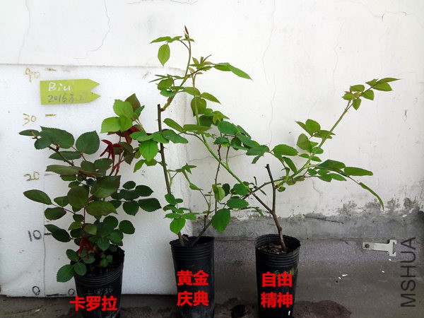 DSC05375_����.jpg