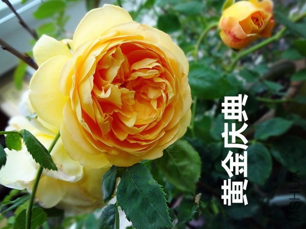 �ƽ����.jpg