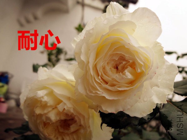 ����DSC05330_����_����.jpg