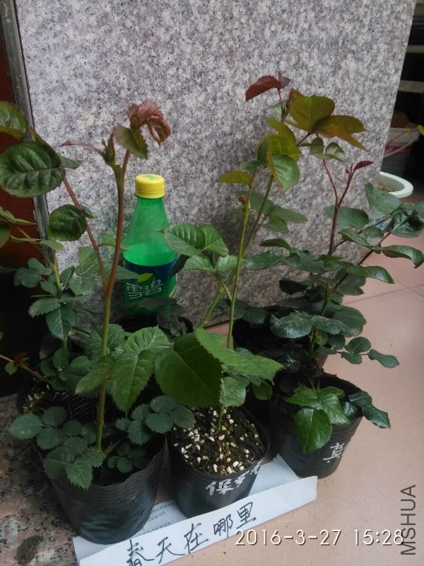 QQ图片20160318093141.jpg