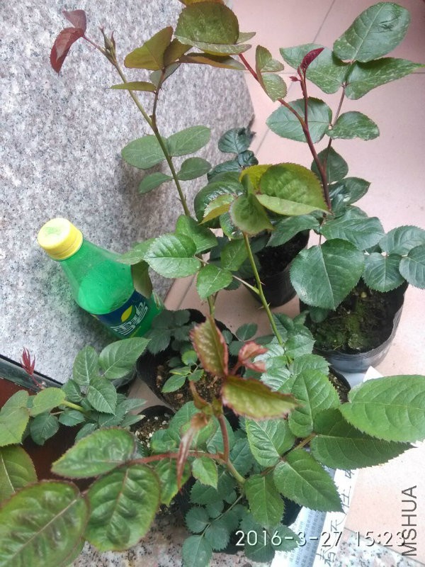 QQ图片20160318092939.jpg